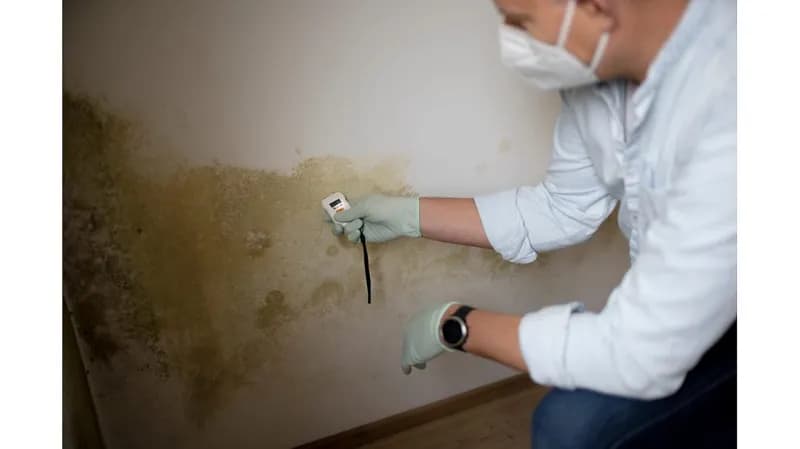 Плесень: «четыре буквы», которых боятся в HVAC-отрасли