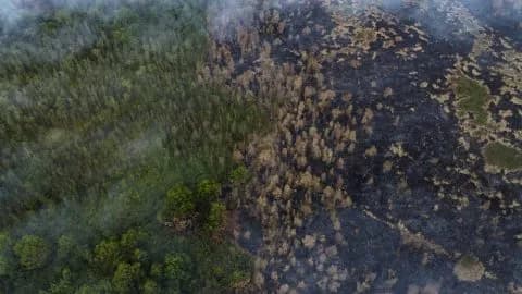 Углеродный рынок ООН вынуждает проекты по печам защищаться от потери лесов